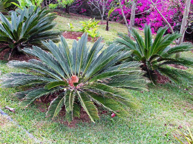 2011-02-26 Costa Rica 021