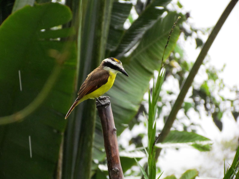 2011-03-01 Costa Rica 020