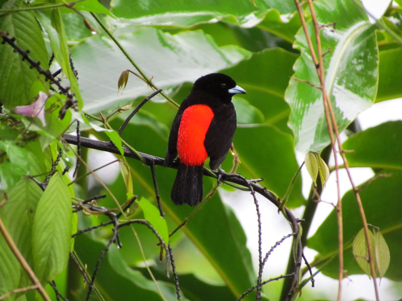 2011-03-01 Costa Rica 021